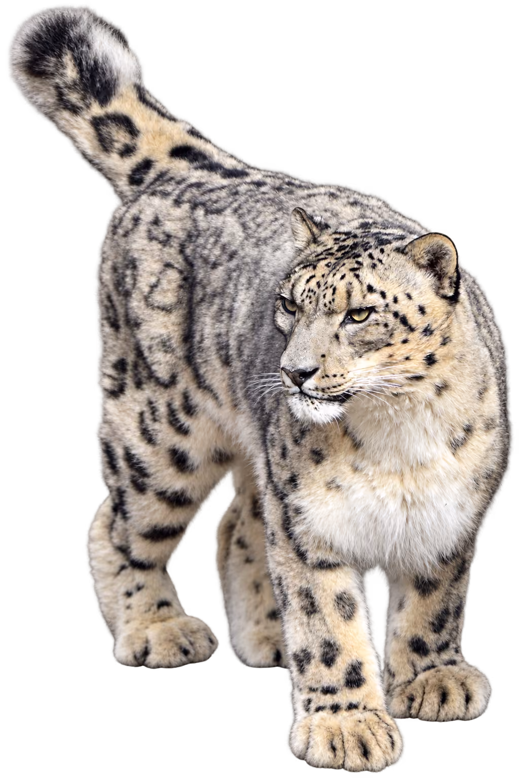 Snow leopard