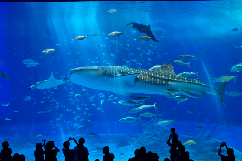 Large whale shark swimming with smaller fish in a blue aquarium tank with silhouettes of people watching.