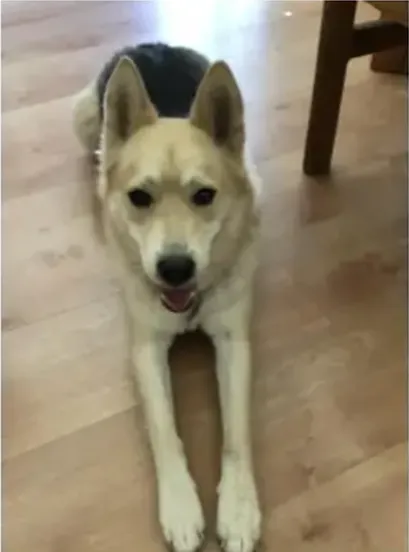 White and black dog sitting on wooden floor, looking relaxed