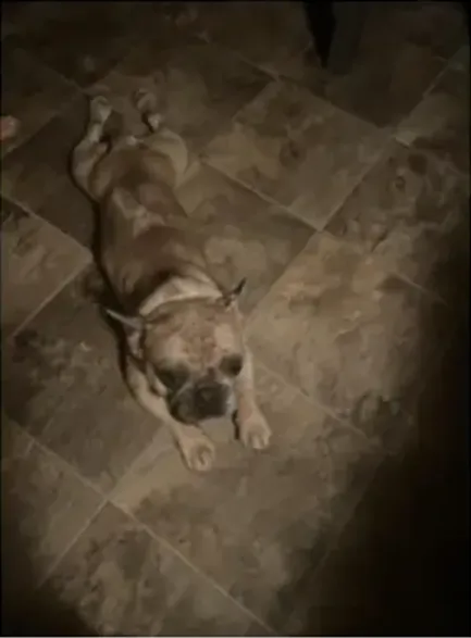 Sleepy French Bulldog puppy lying on tiled floor in sepia tone