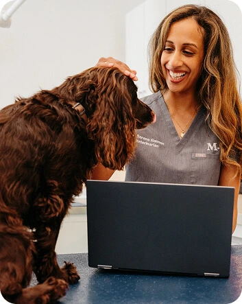 picture of veterinarians treating animal