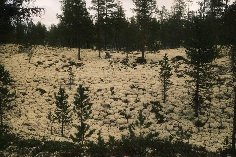 A forest full of moss in Western Norway.