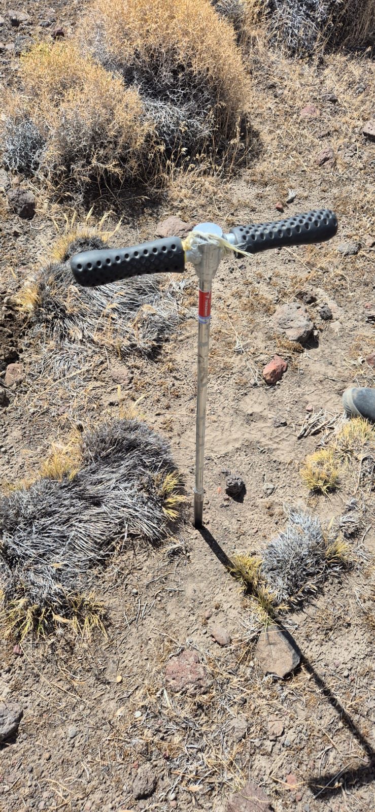 Barreno de muestreo de suelo clavado junto a una mata de coirón