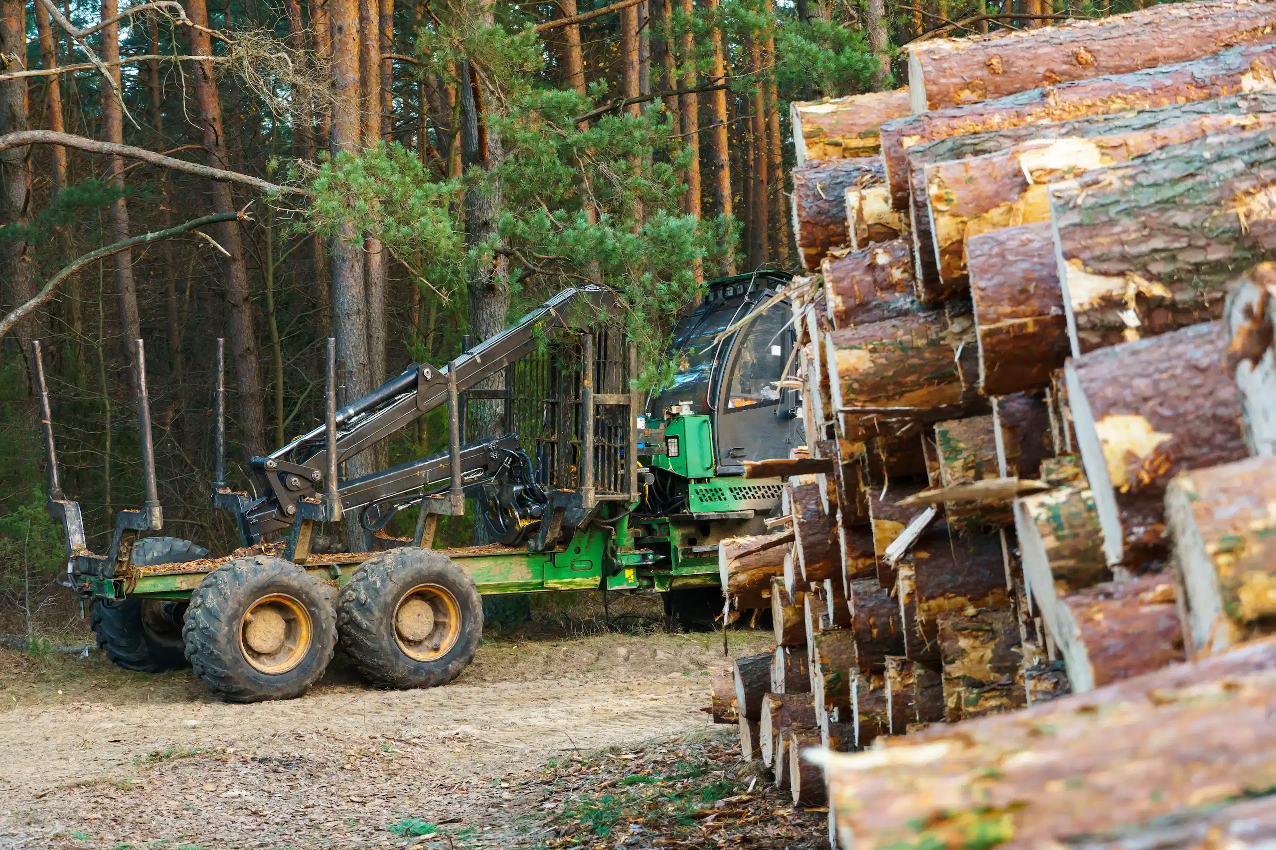 Forestry logging equipment loading cut logs with a grapple attachment in a wooded area during active timber harvesting operations.
