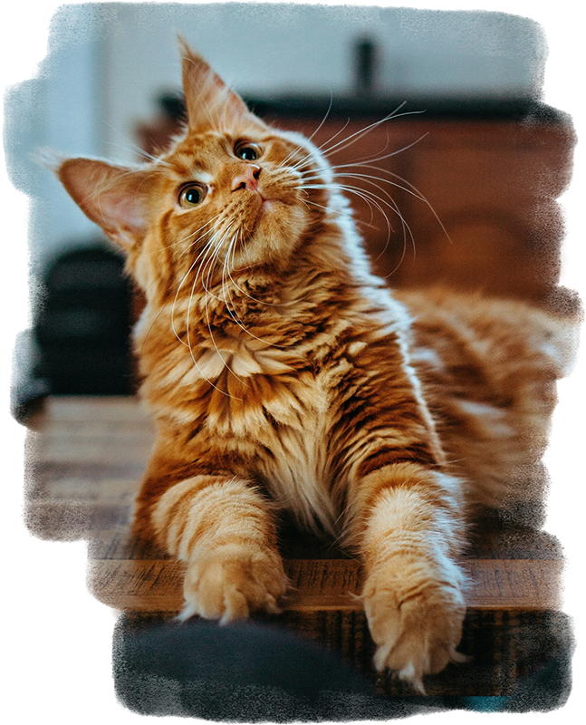 An illustration of a playful cat looking at a ball shaped like the world
