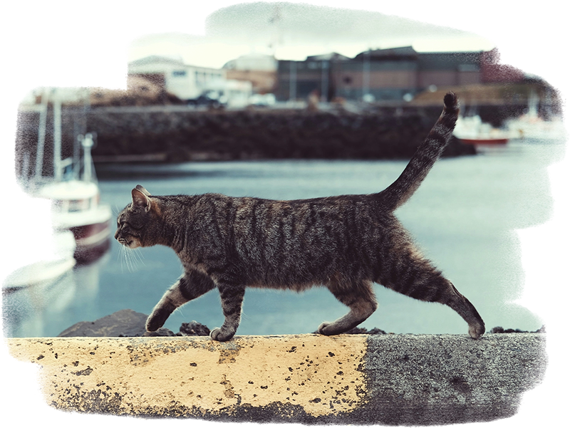 An illustration of a playful cat looking at a ball shaped like the world