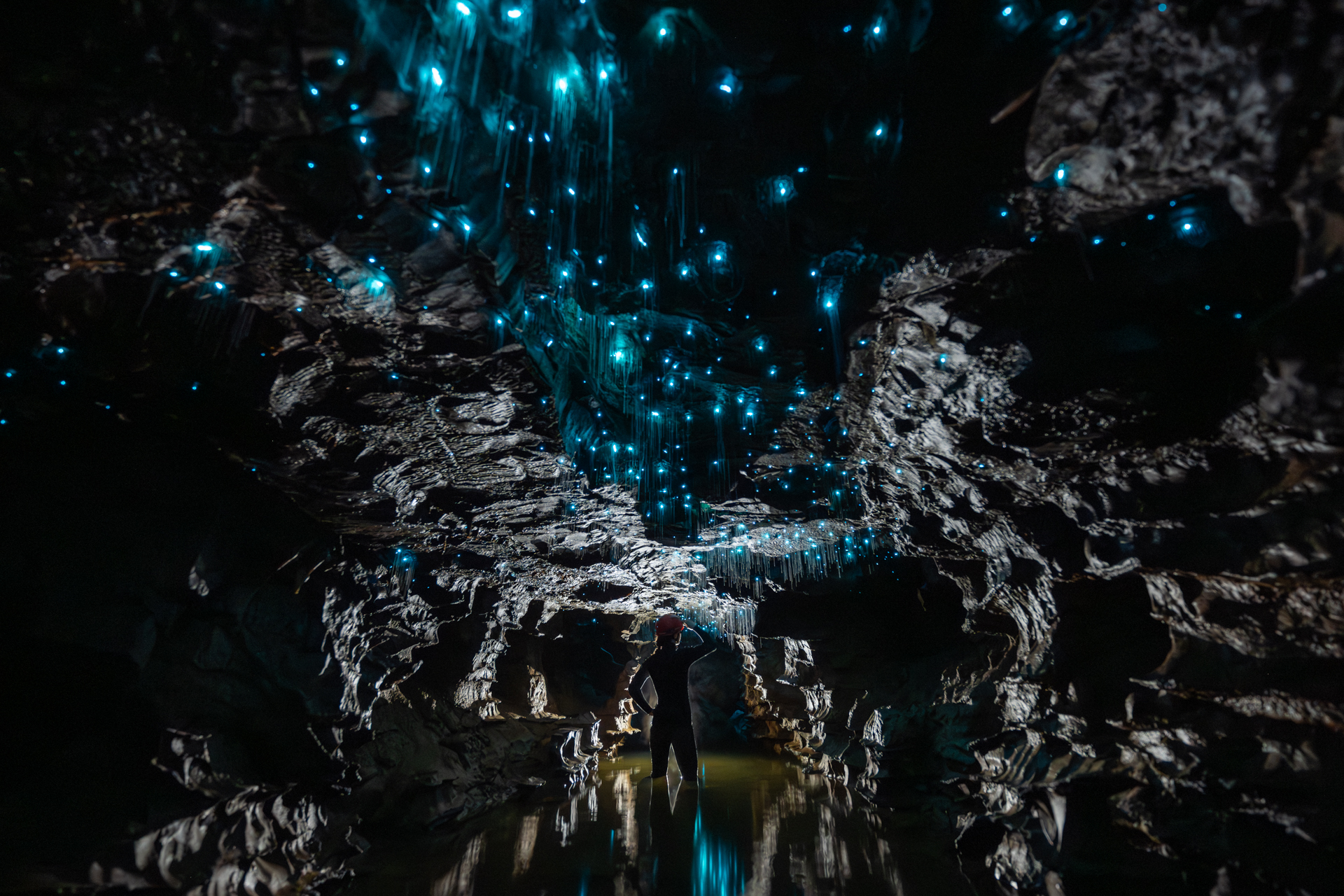 Private Tours At The Okahau Glowworm Cave At Waitomo In New Zealand.