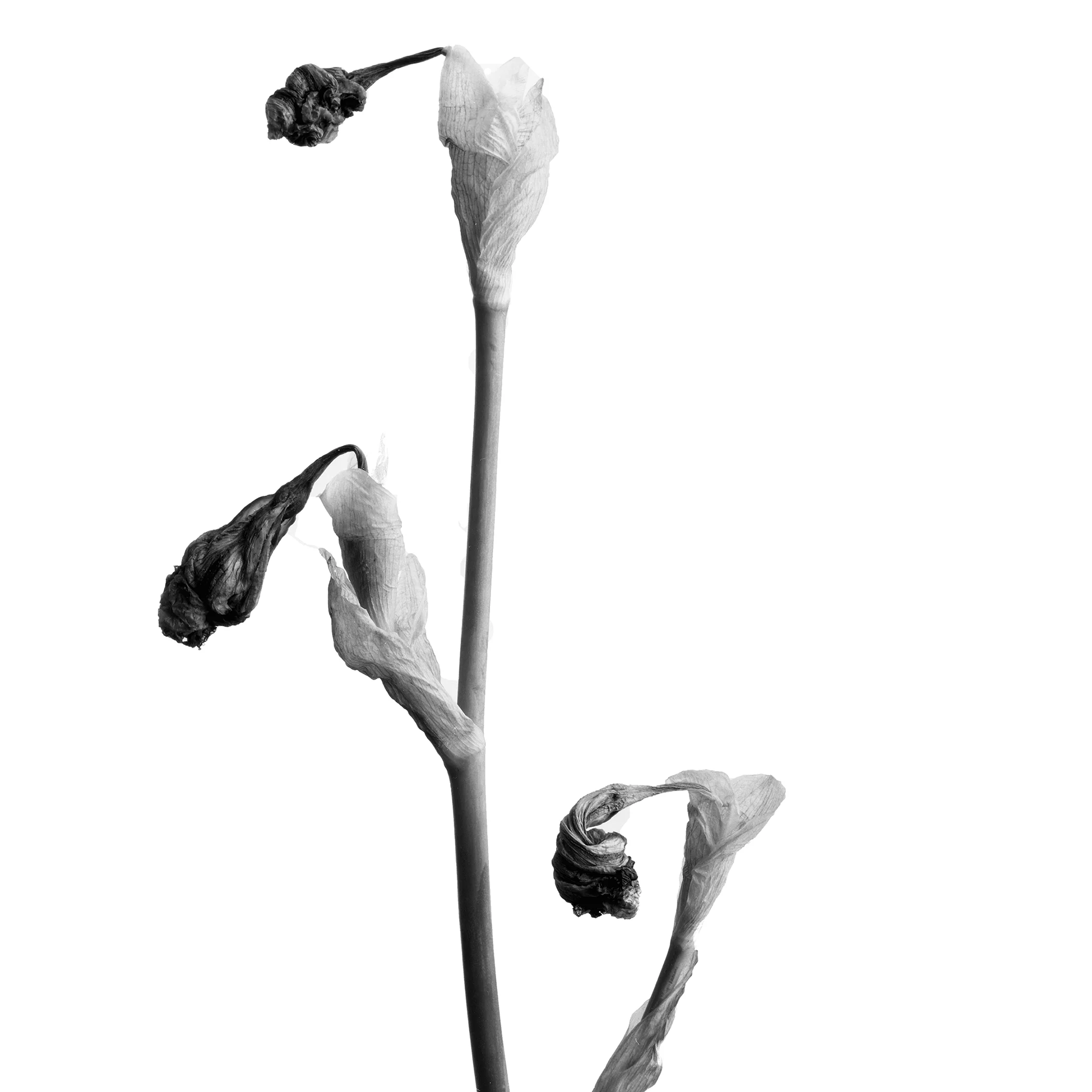 Lote 4 - LUIS POIROT