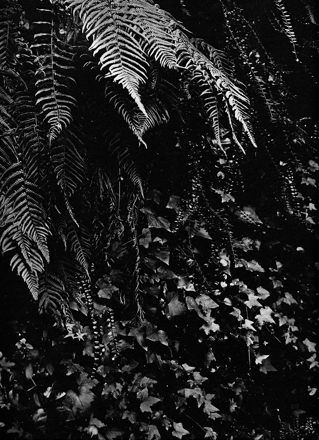 Lote 3 - Fernanda Larrain