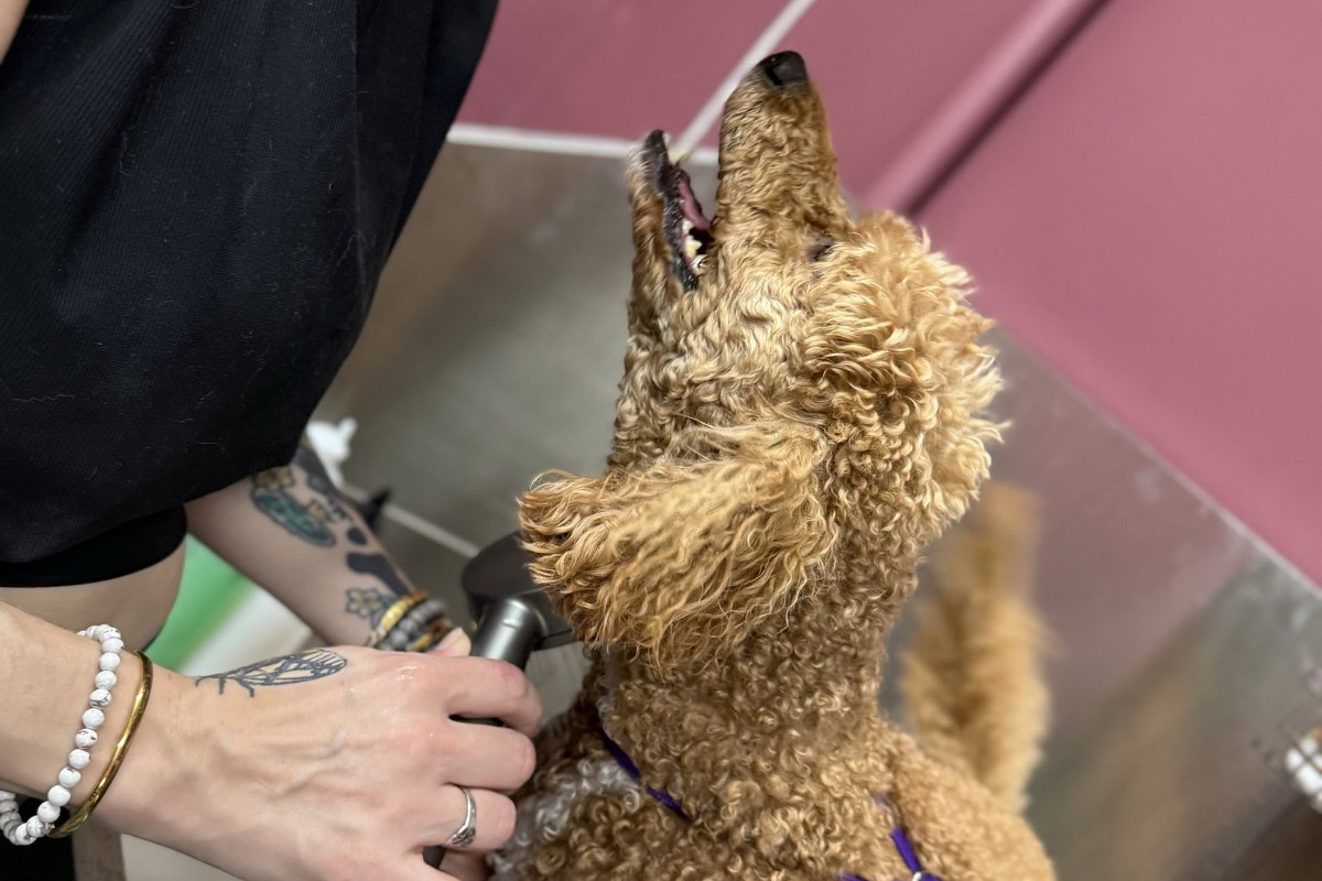 Poodle enjoying bath time
