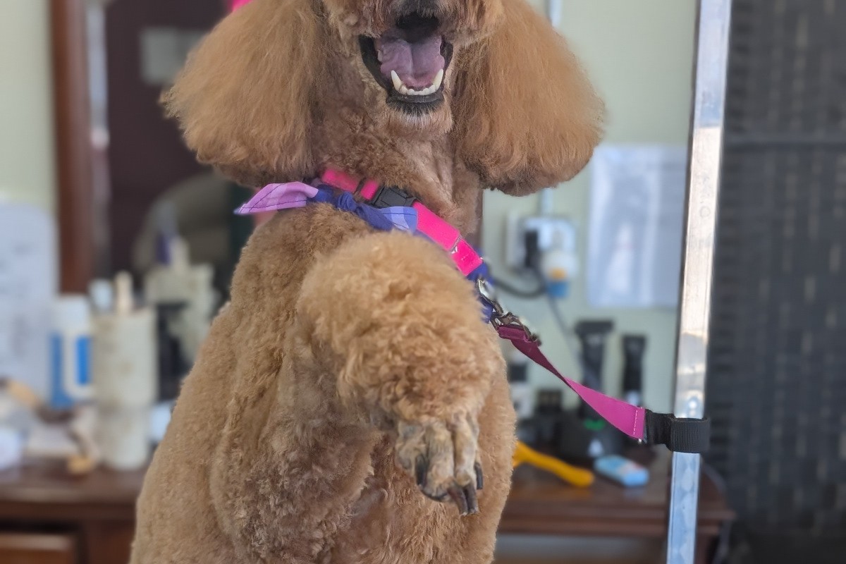 Poodle presenting paw