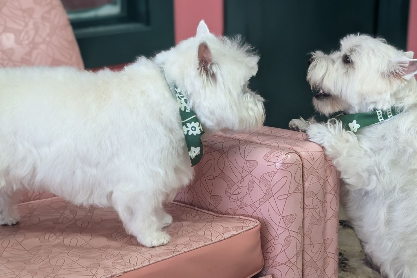 Two West Highland White Terrier playing on pink couch.