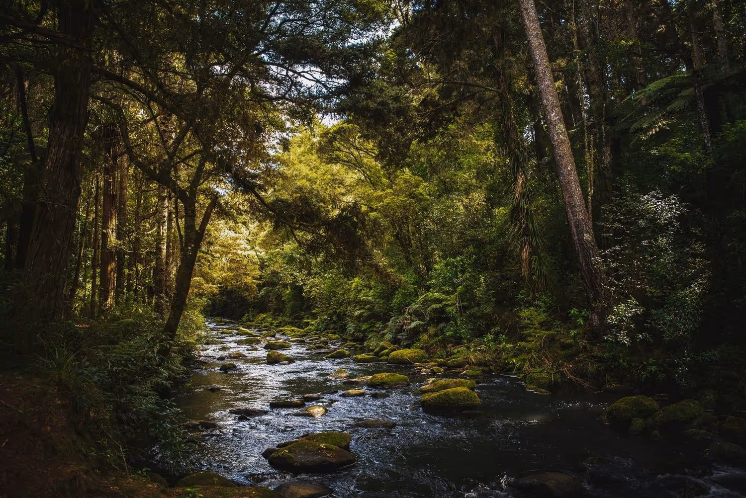A forest river flows through dense, green trees and moss-covered rocks under partial sunlight.