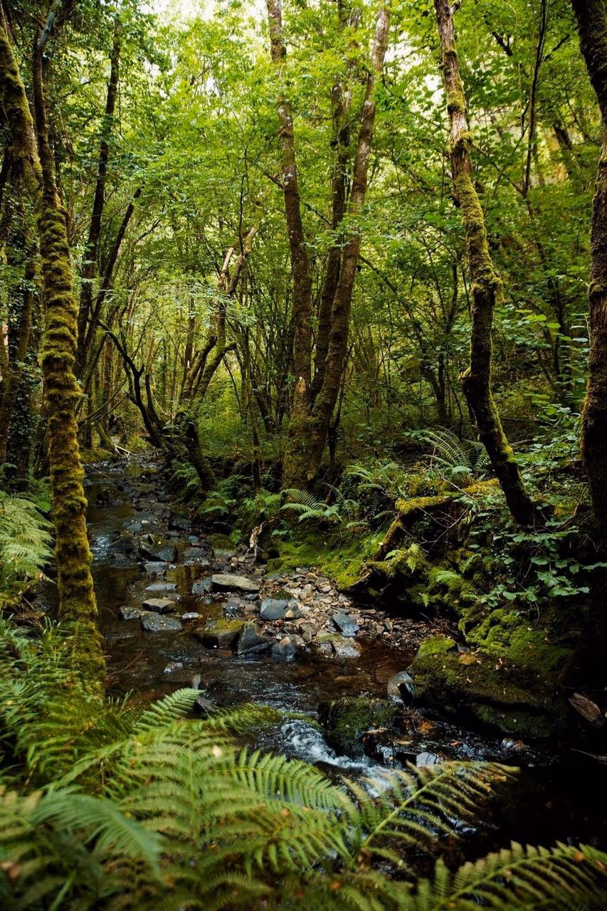 A narrow stream flowing through a lush green forest.