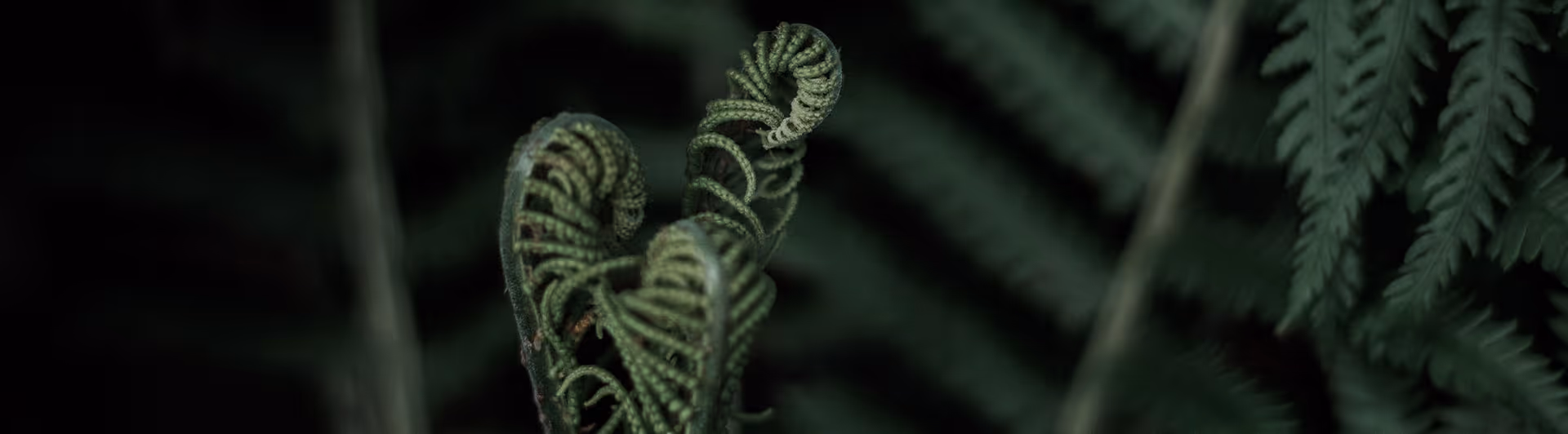 A close-up of a vibrant green fern, showcasing intricate leaf patterns against a dark background.