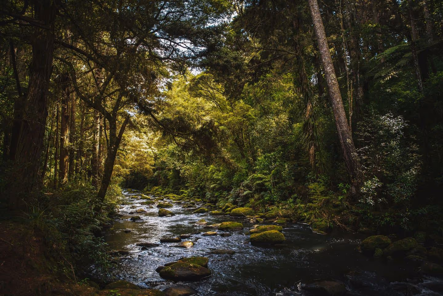 A serene forest scene with a stream flowing through lush greenery, sunlight filtering through the trees, creating a tranquil atmosphere.