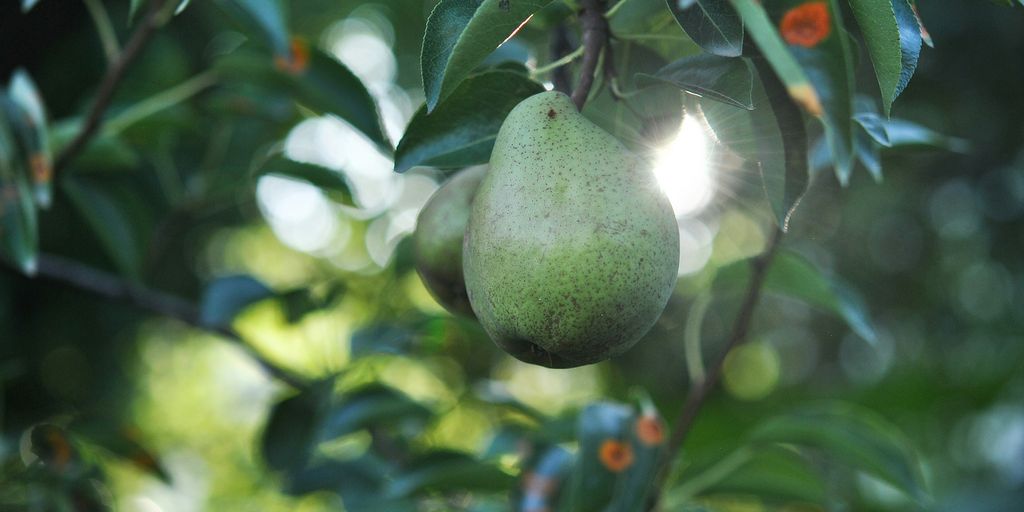 green fruit on tree during daytime
