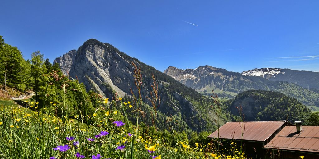 a view of a mountain range with wildflowers and mountains in the background