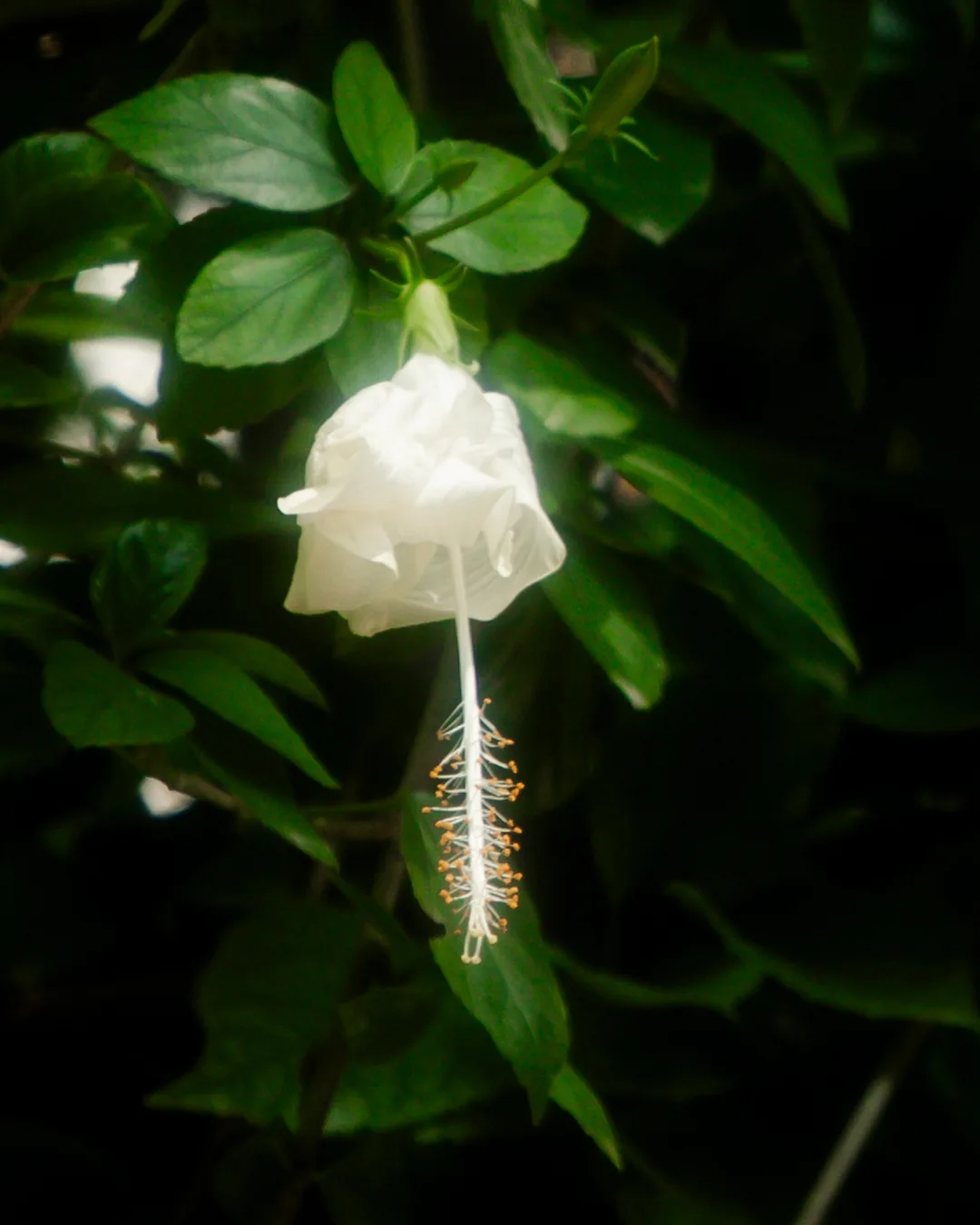 Nocturne 14 — White hibiscus