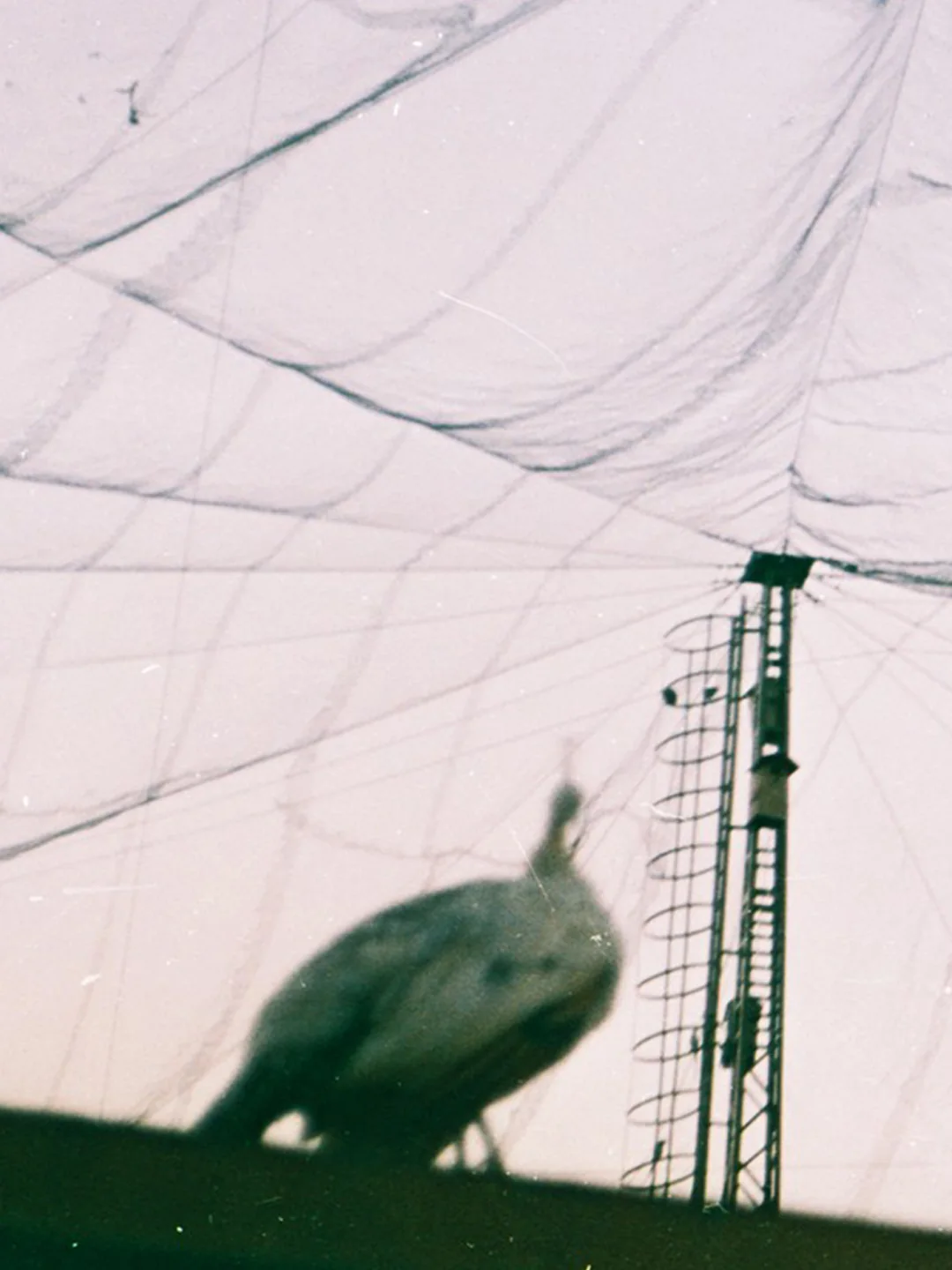 Primal 02 — Peacock under the nets