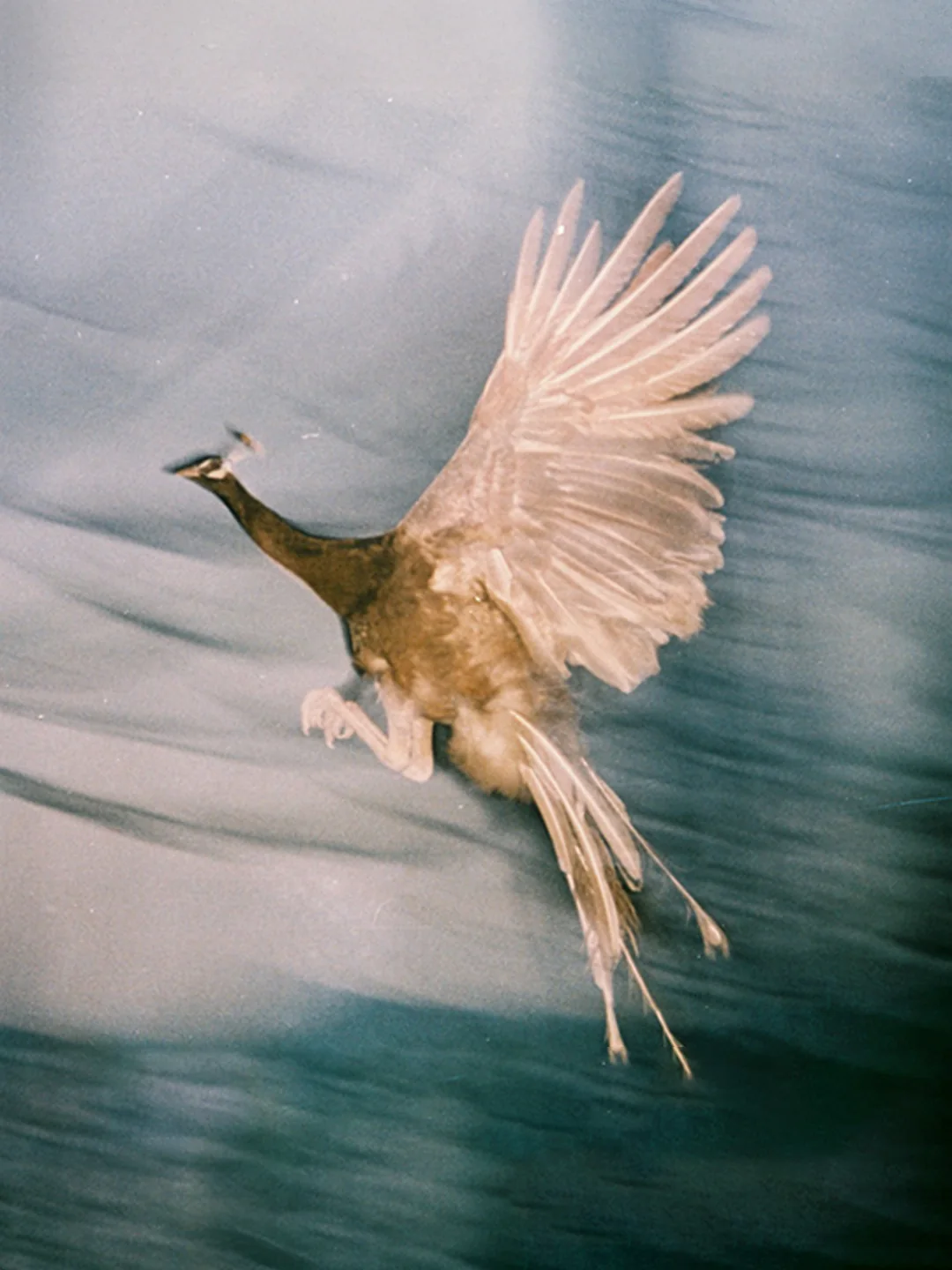 Primal 11 — Peacock in flight