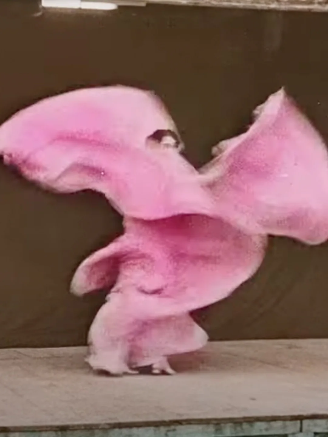 Primal 23 — The serpentine dance