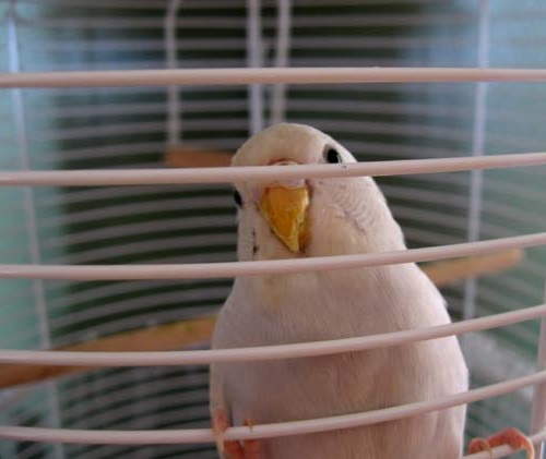 cage bars lock closed fixed contract bird