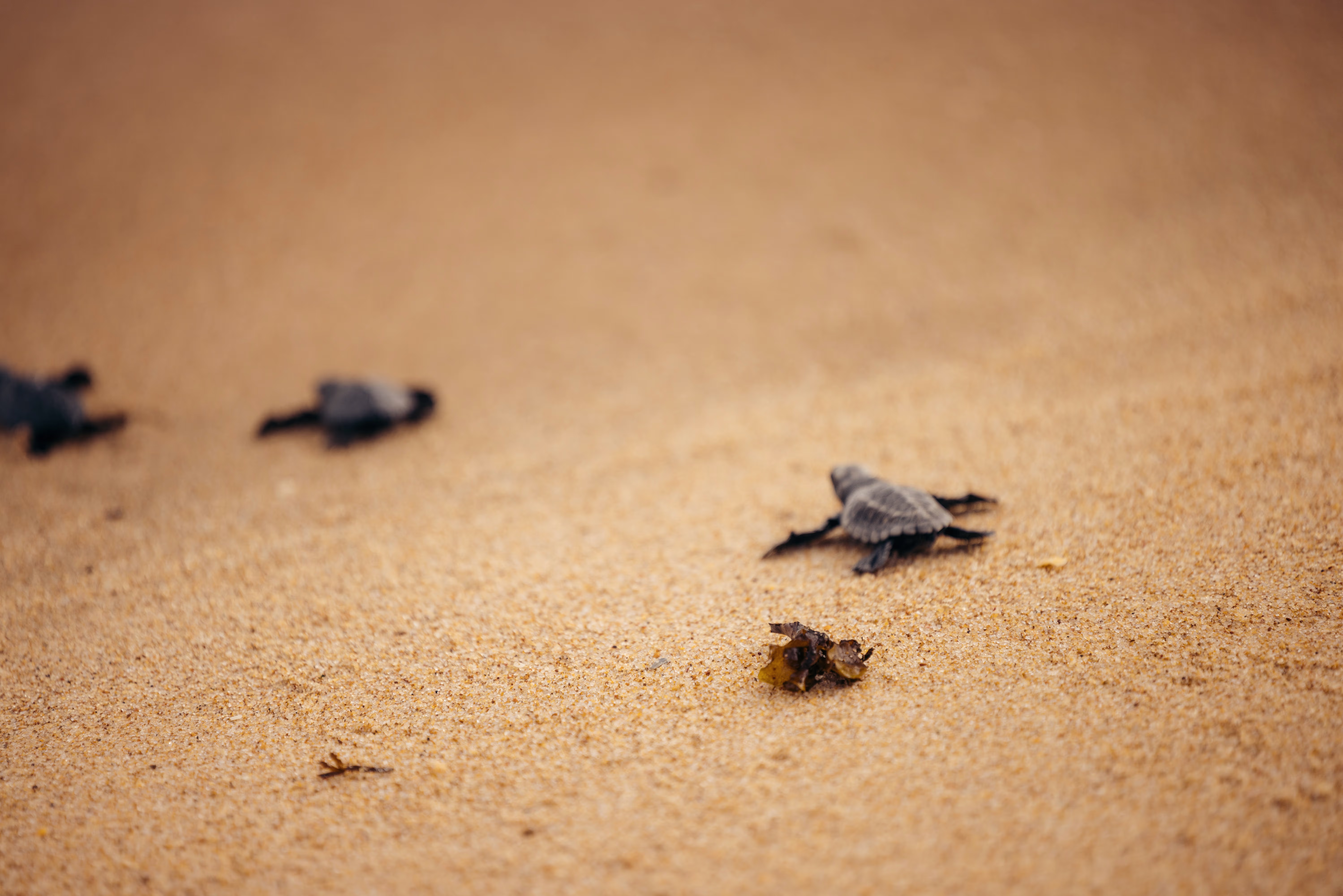 Delphine springen in den Wellen vor der Küste, während winzige Schildkröten über den Sand zum Meer kriechen.
