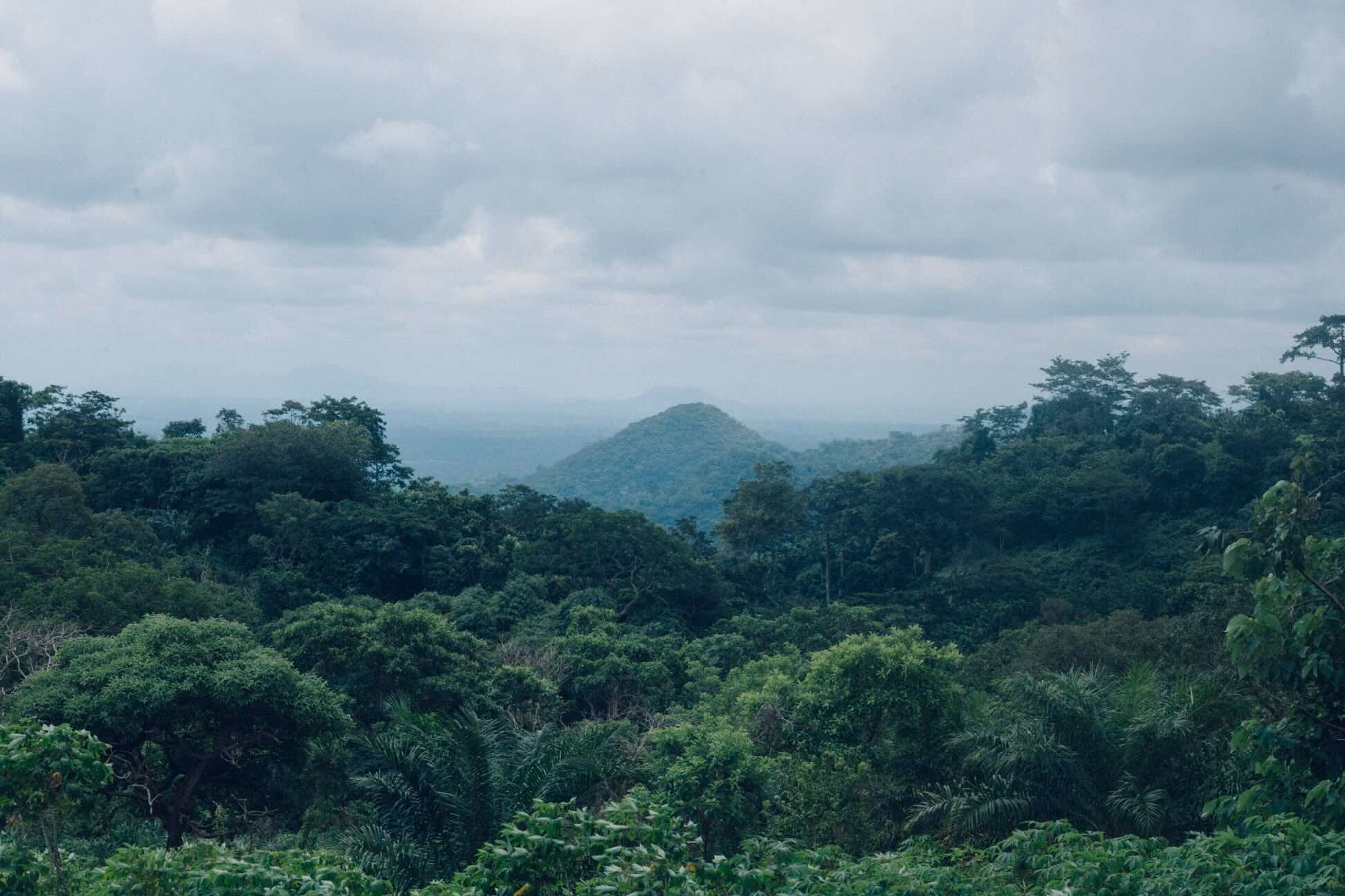 Lush green forest with a distant hill under cloudy skies, showcasing rich biodiversity and serene natural landscapes.