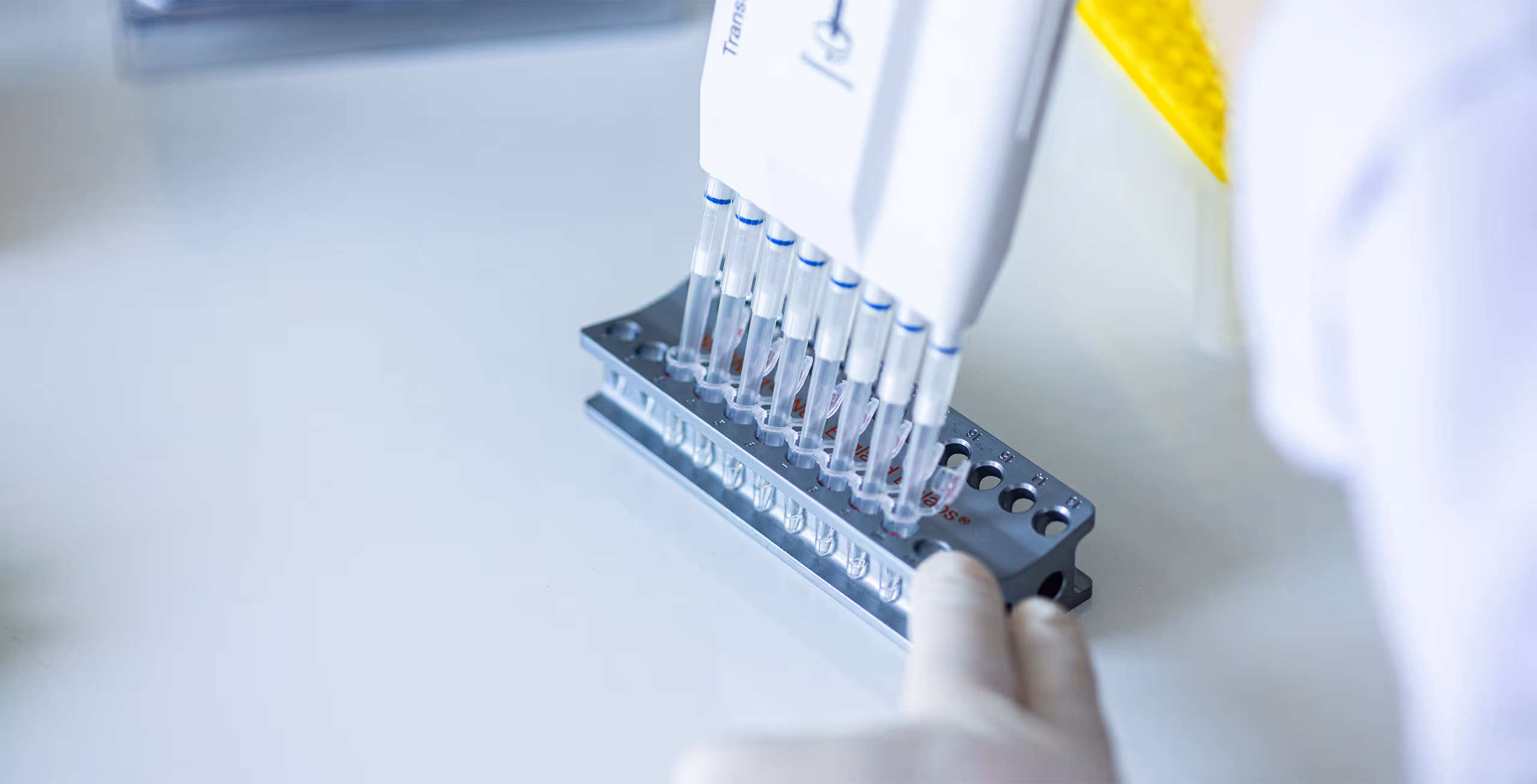 Laborantin führt mit Mehrkanal-Pipette Flüssigkeiten in mehrere Probenröhrchen im Labor ein.