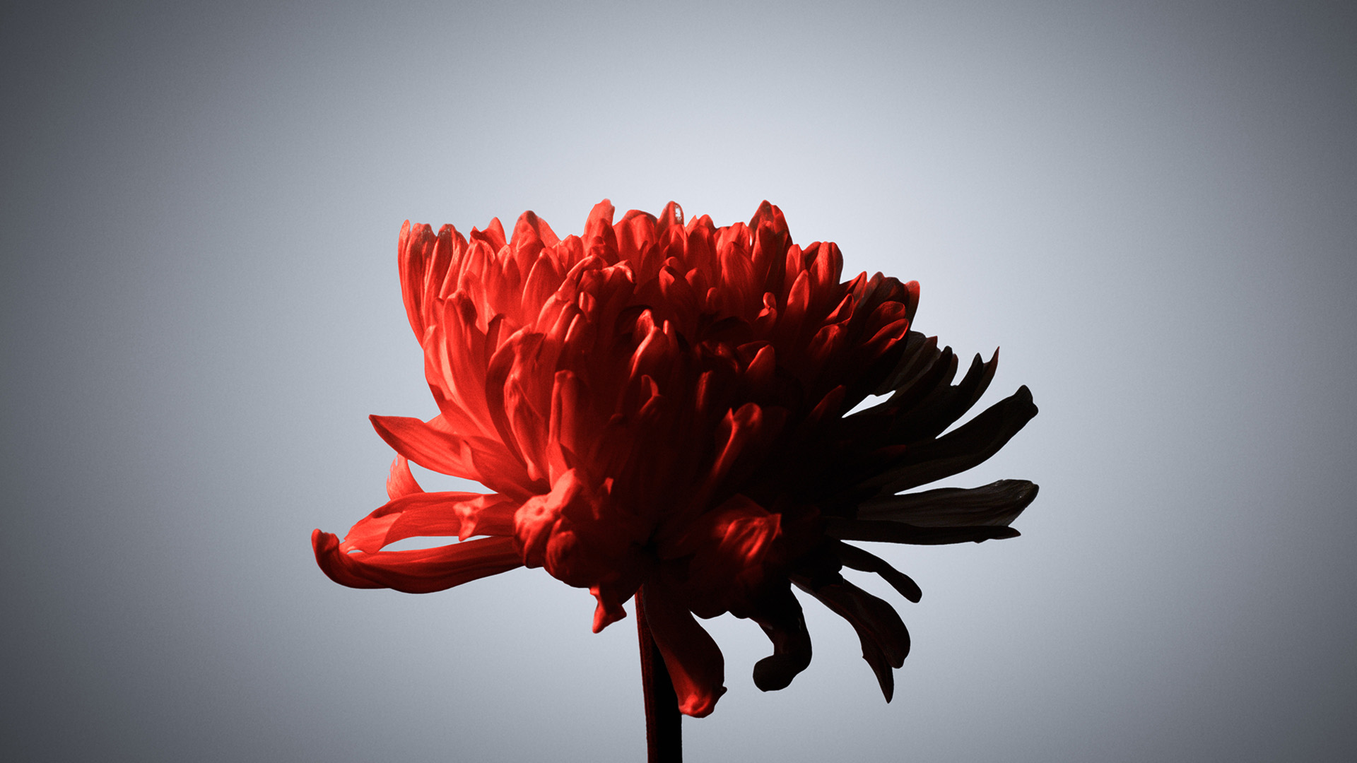 A still off lucie conrad's concept film "red", produced by mat. studio, showcasing a red flower, beautifully litt