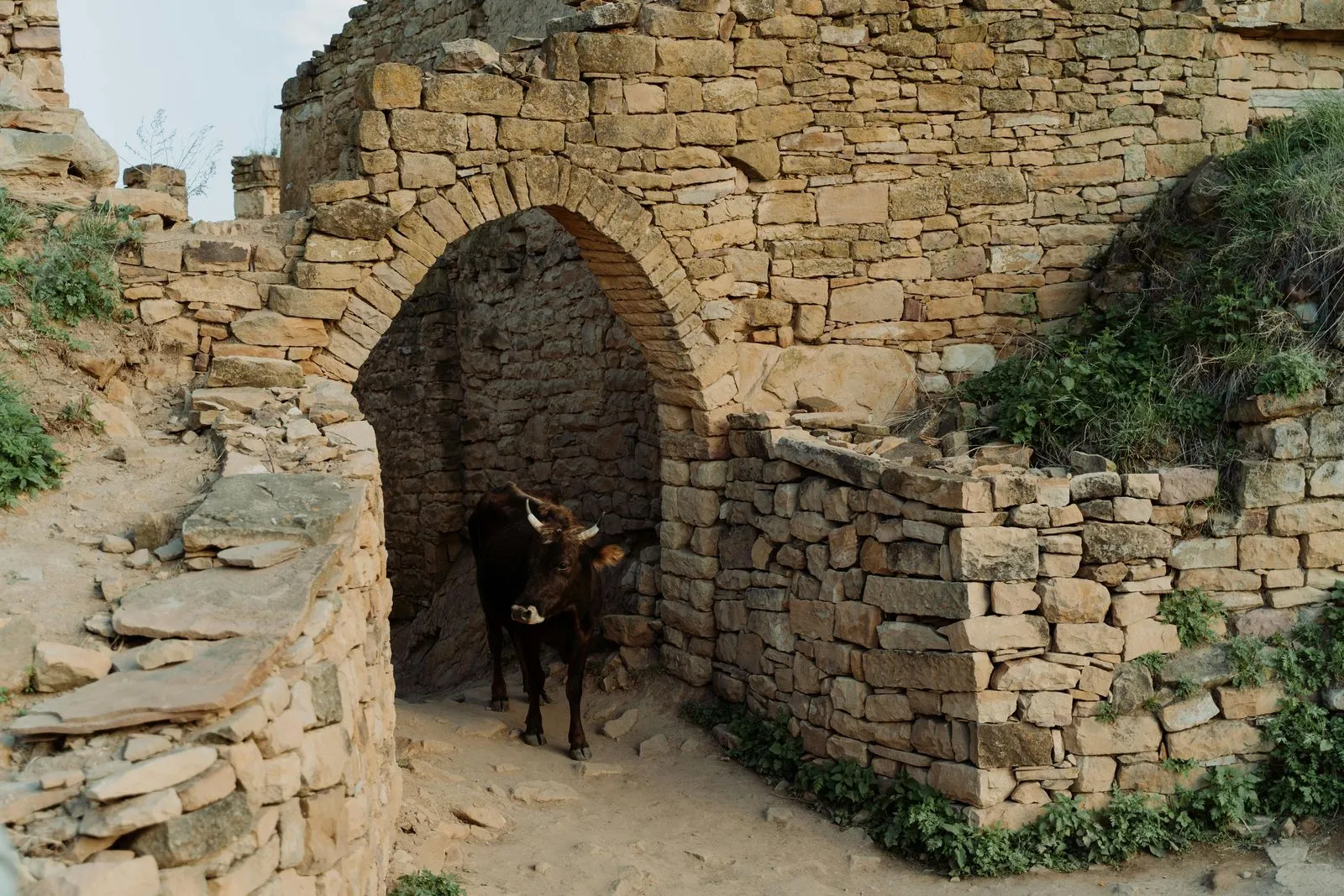 A Cow between the building