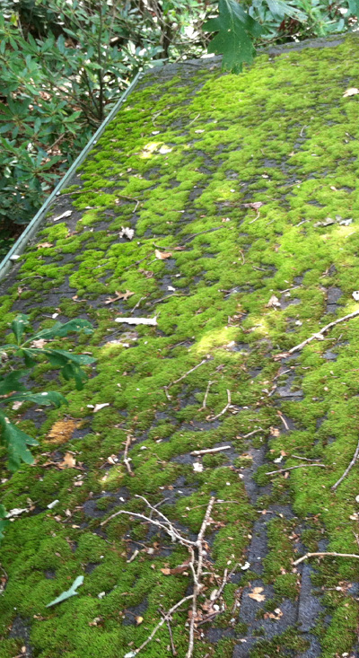 Roof with visible moss buildup