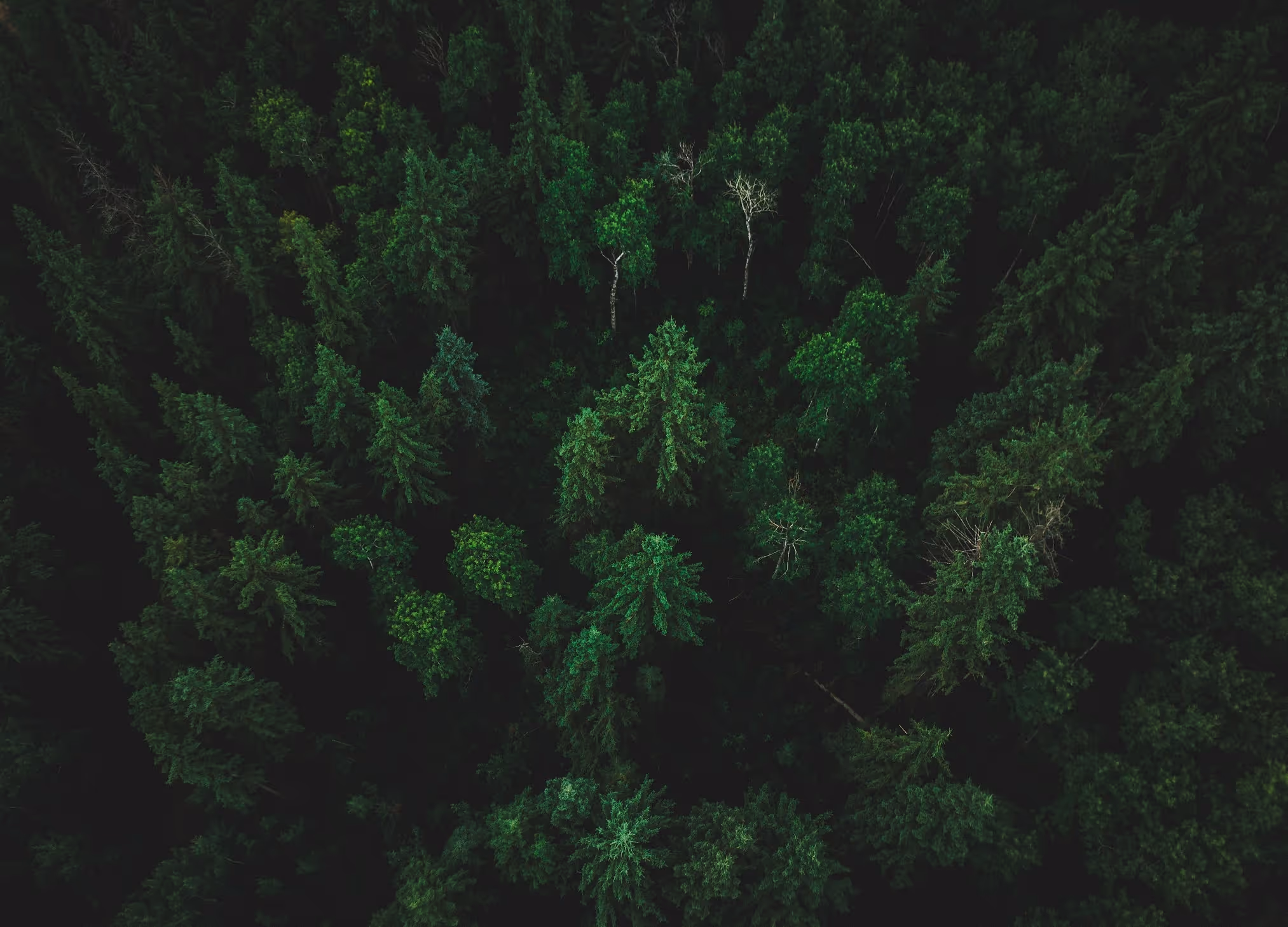 Photo Vue De Dessus Foret Efalia