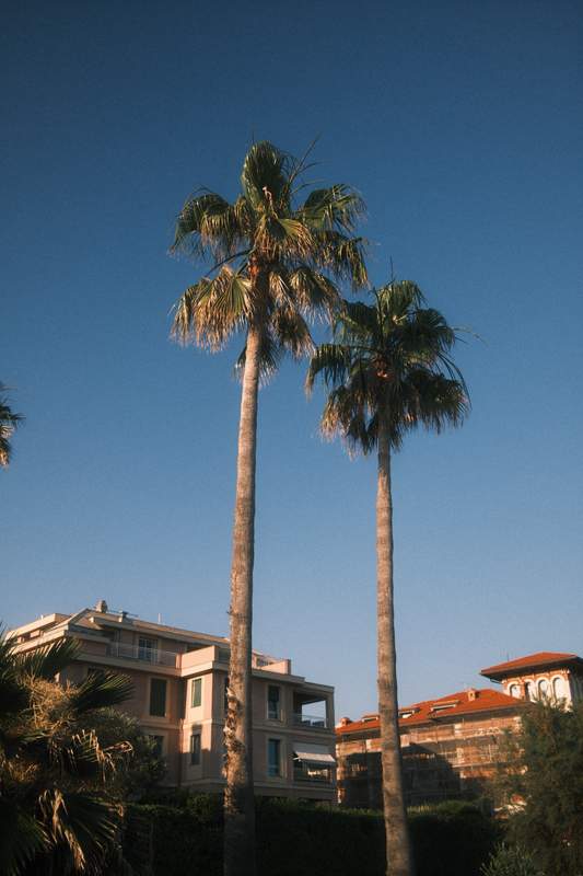 two palms on a sunset on the Liguria coast