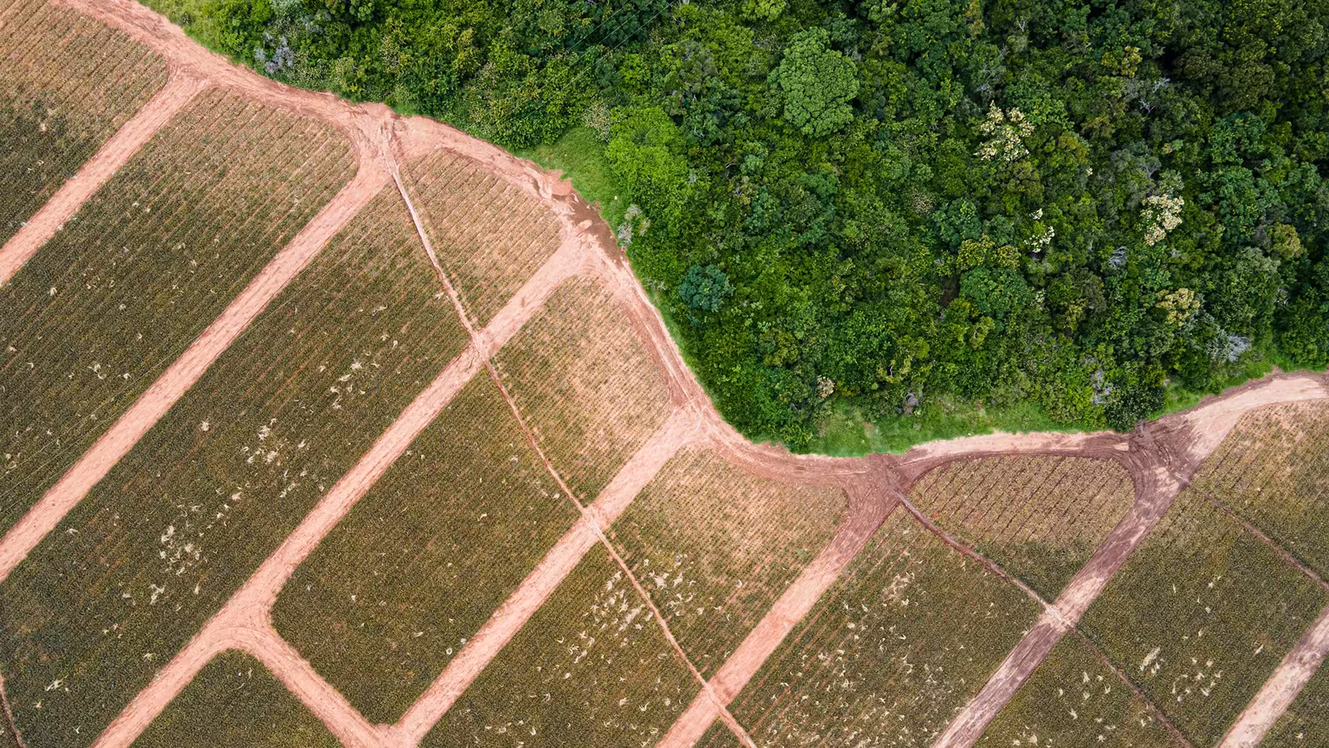 the border between forest and greenless land