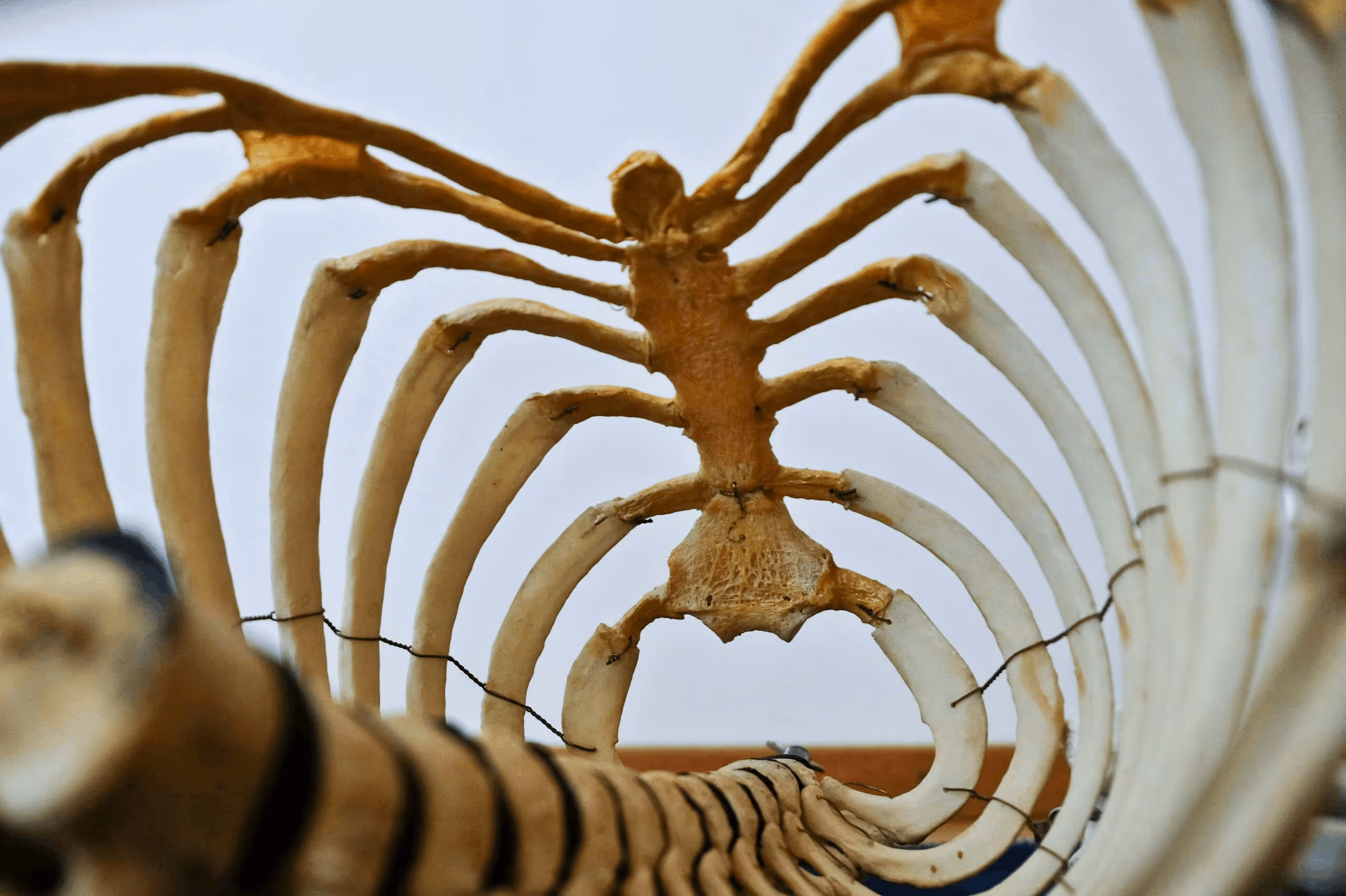 Delving into Innovation Exploring Trending Chiropractic Techniques in 2024