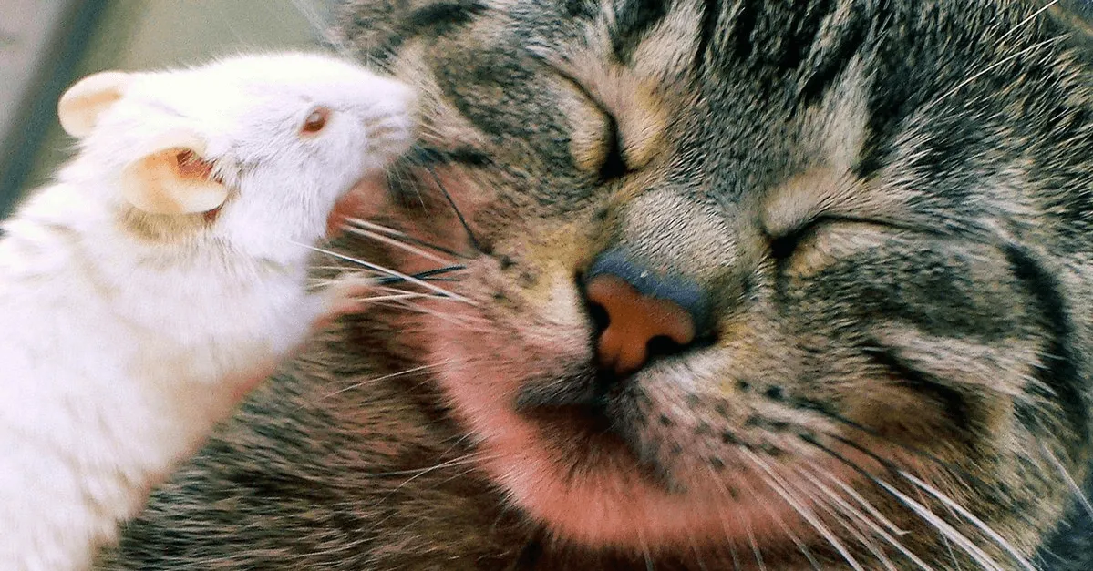 mouse and cat