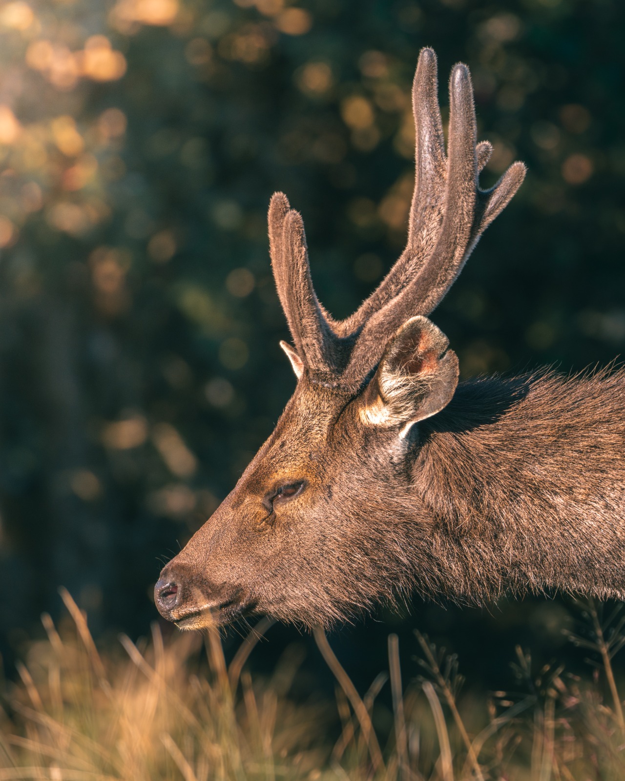 Horton Plains National Park