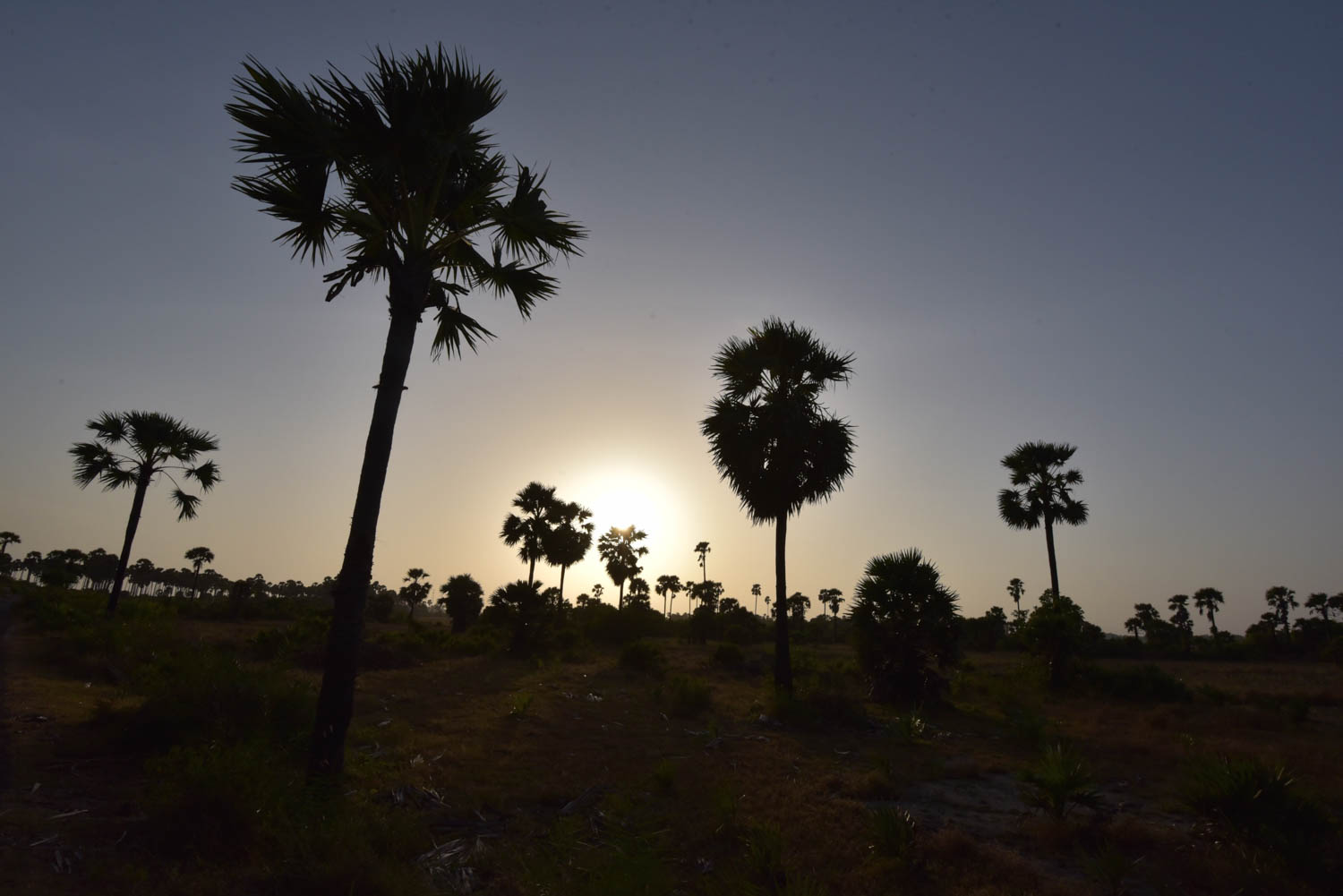 Jaffna