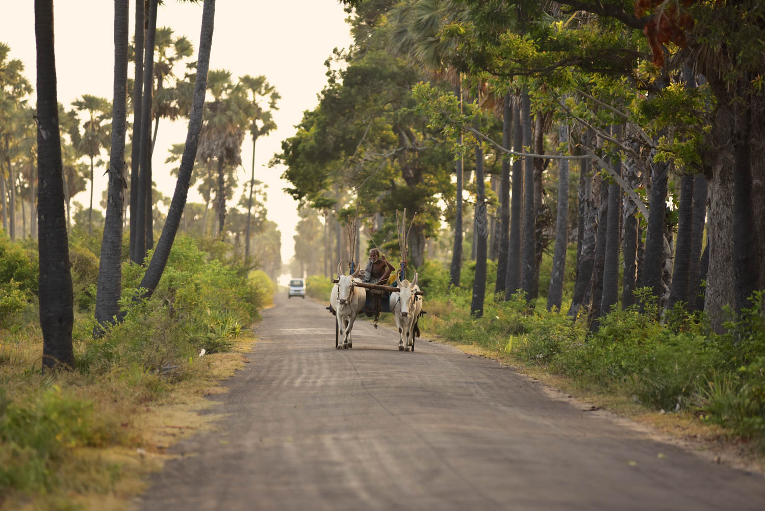 Jaffna