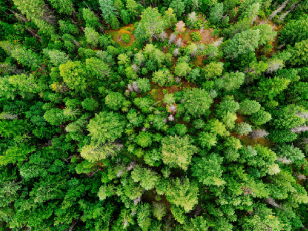 License - Donate X Webflow Template