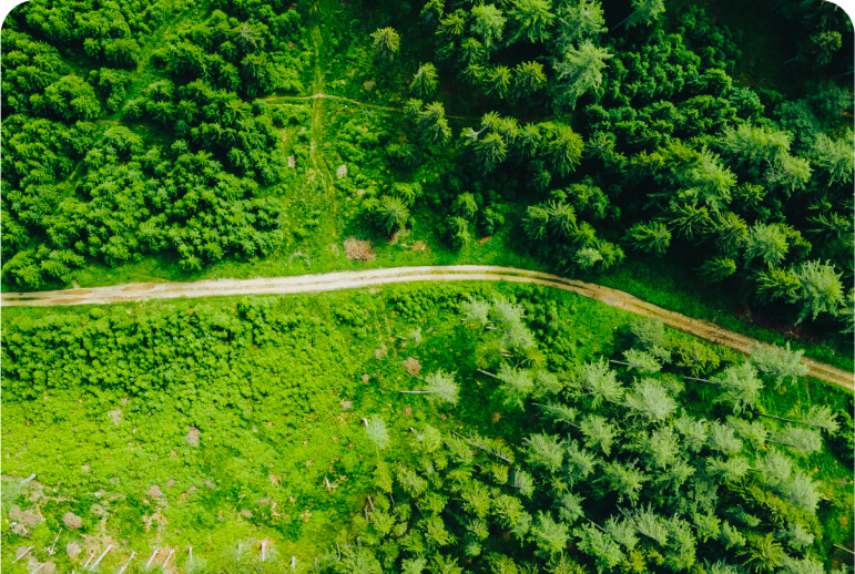 Why are forest so important for Earth?