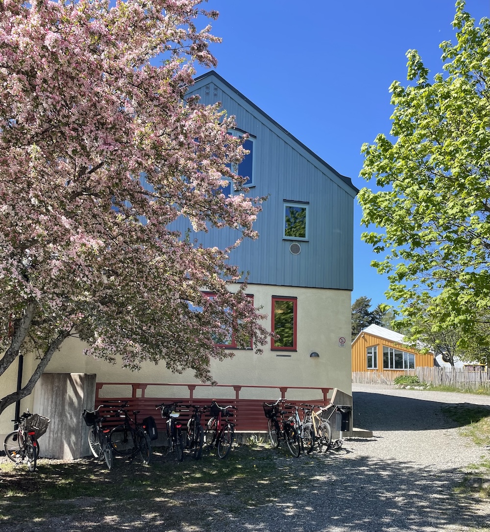 Cyklar parkerade under ett rosa blommande träd vid ett blått och beige hus på en solig dag.