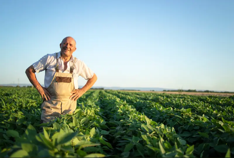 Produtor rural idoso sorrindo em plantação de soja ao pôr do sol