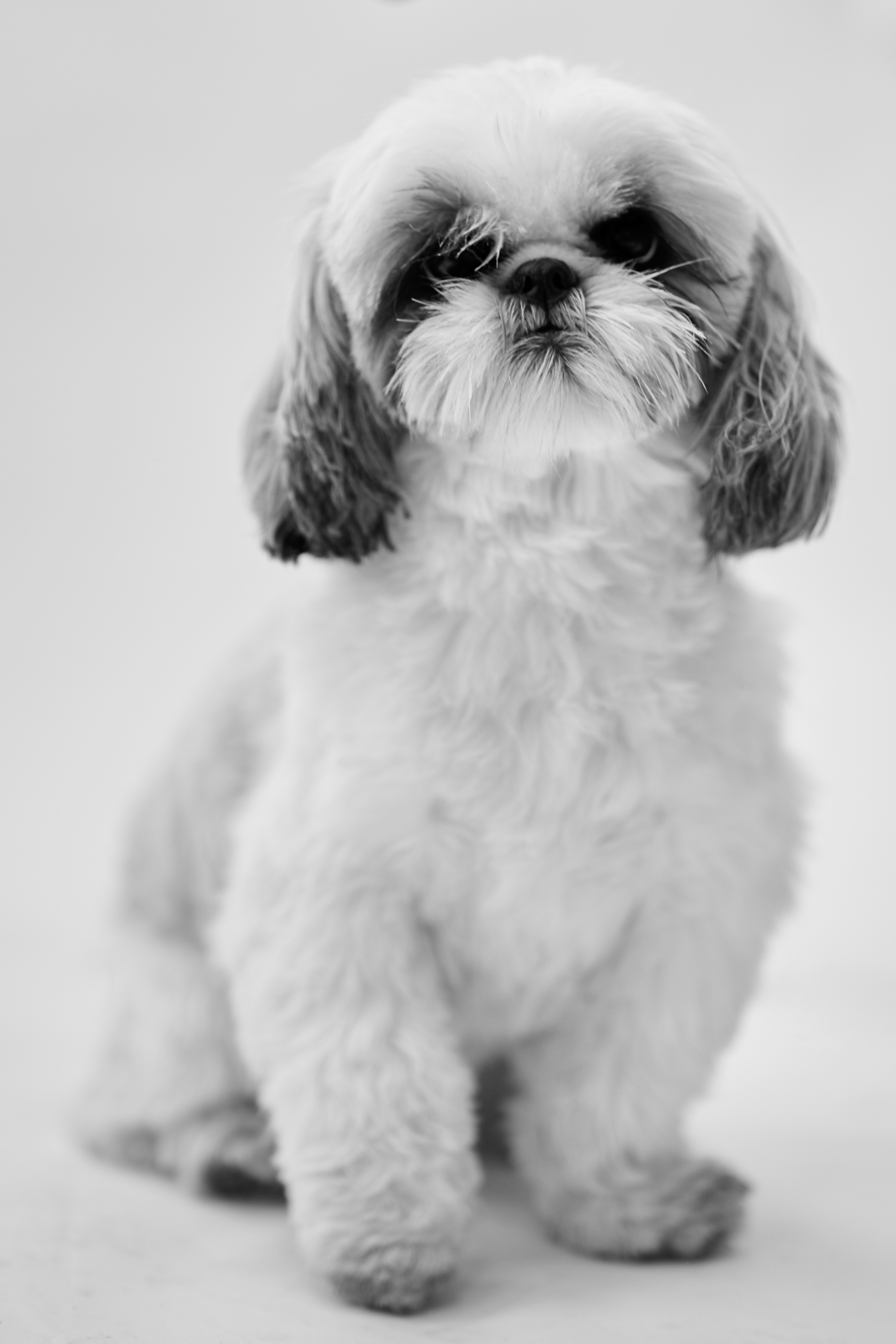 Black and white image of Shitzu sitting 