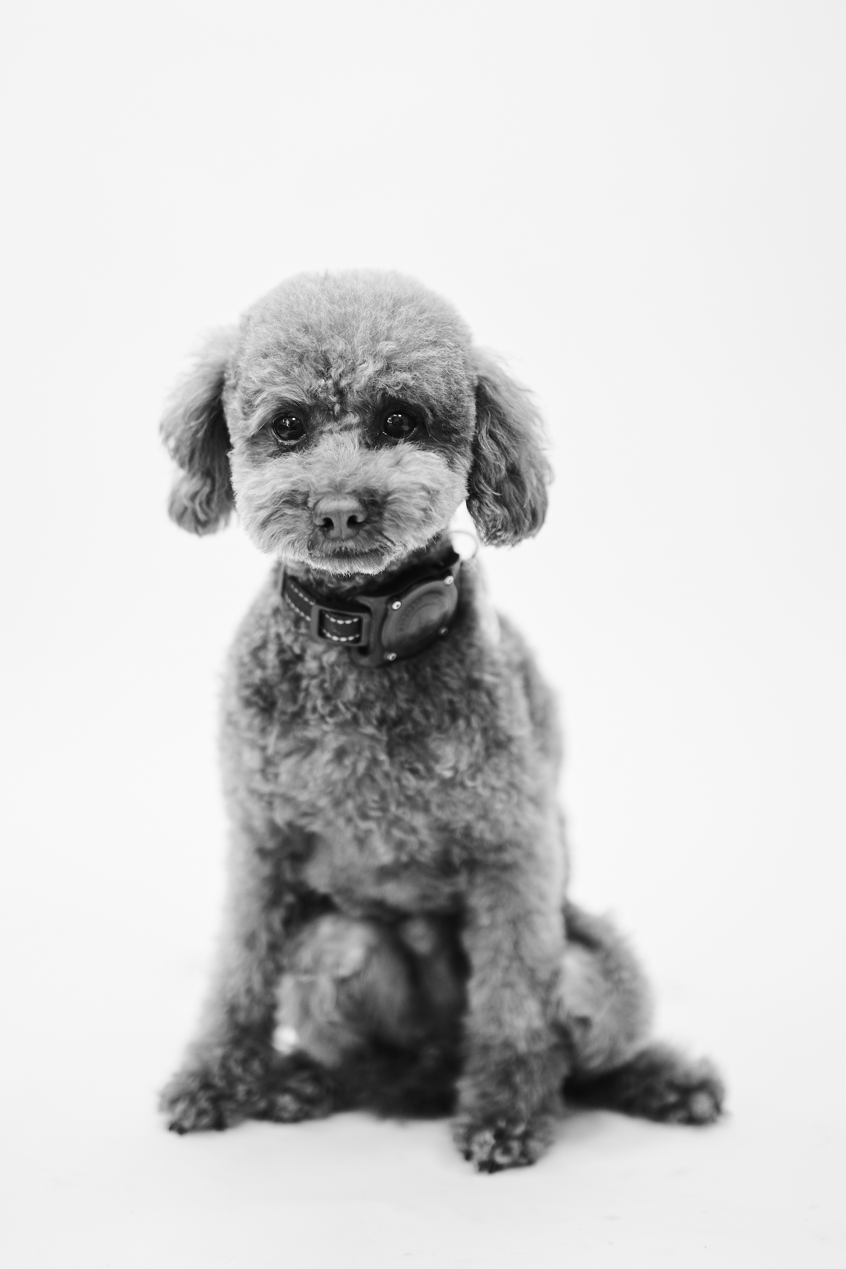 Black and white image of toy poodle sitting.