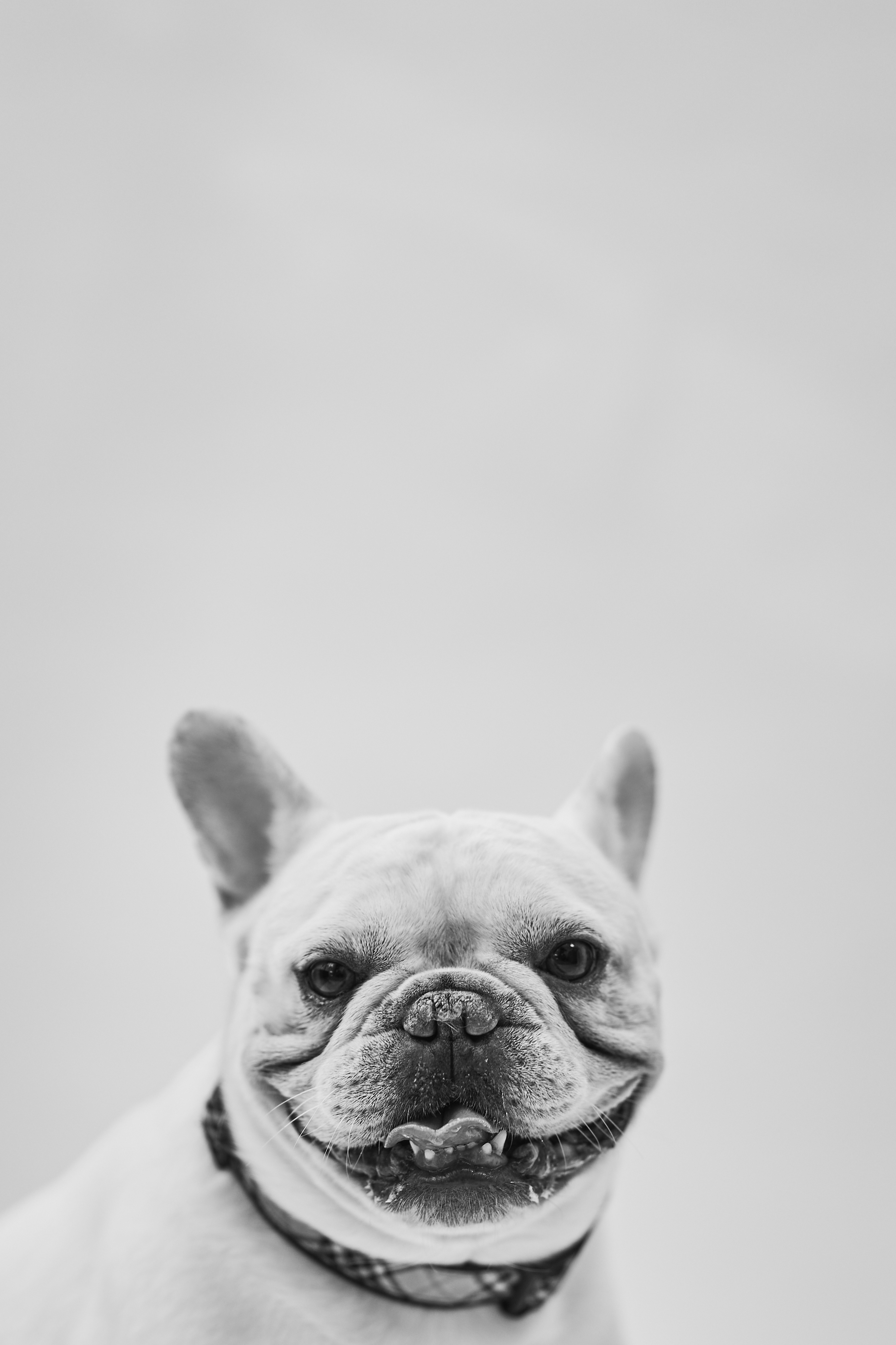 Black and white image of white French bulldog.