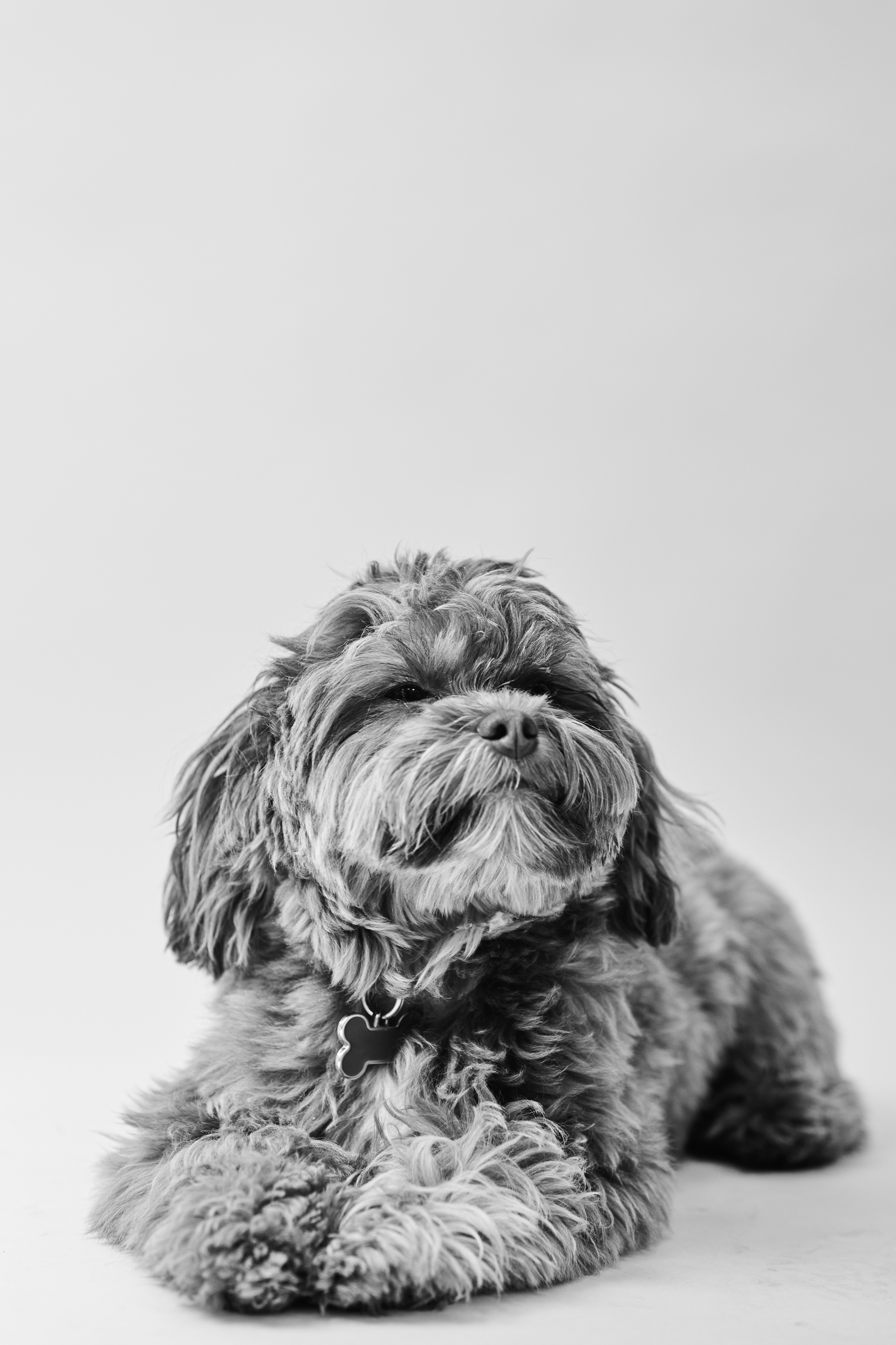 Black and white image of small fluffy brown dog lying down with face raised and eyes closed.