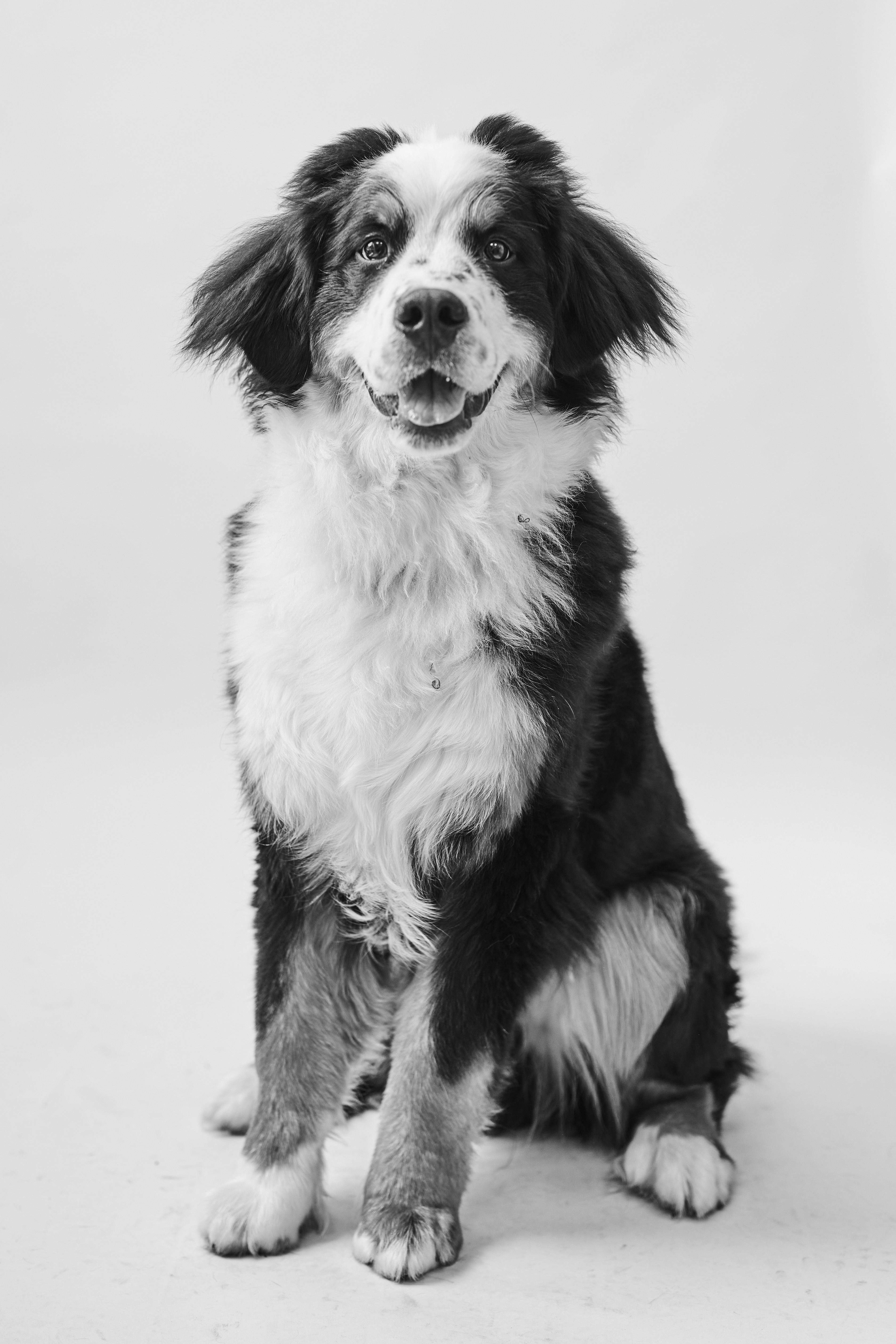 Black and white image of Bernese mountain dog sitting.